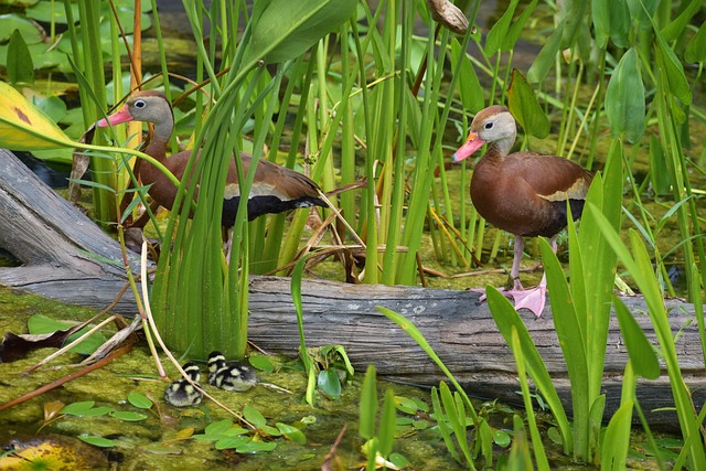Free Ducks Birds photo and picture