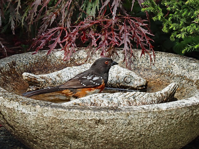 Free Towhee Bird photo and picture