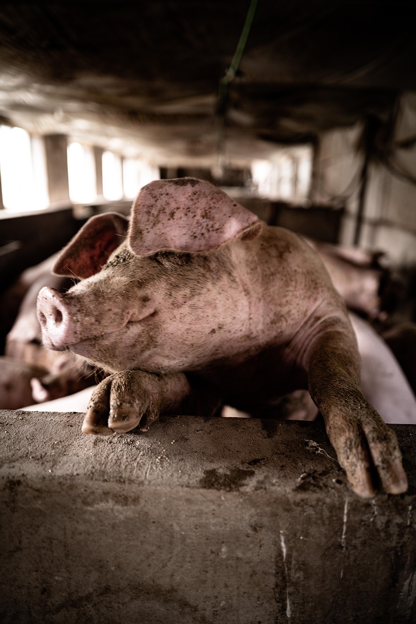 Pig Animal Farm Free Photo On Pixabay pig-animal-farm-free-photo-on-pixabay