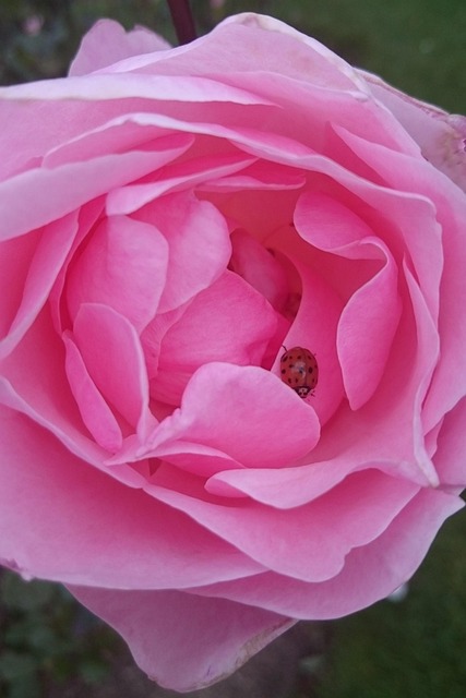Rose Flower Ladybug Pink - Free photo on Pixabay - Pixabay