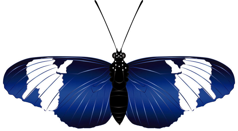 Download Butterfly, Nature, Wings. RoyaltyFree Stock Illustration