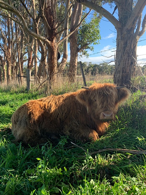 Free Cow Highland Cow photo and picture
