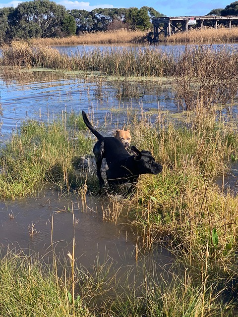Free Dogs River photo and picture