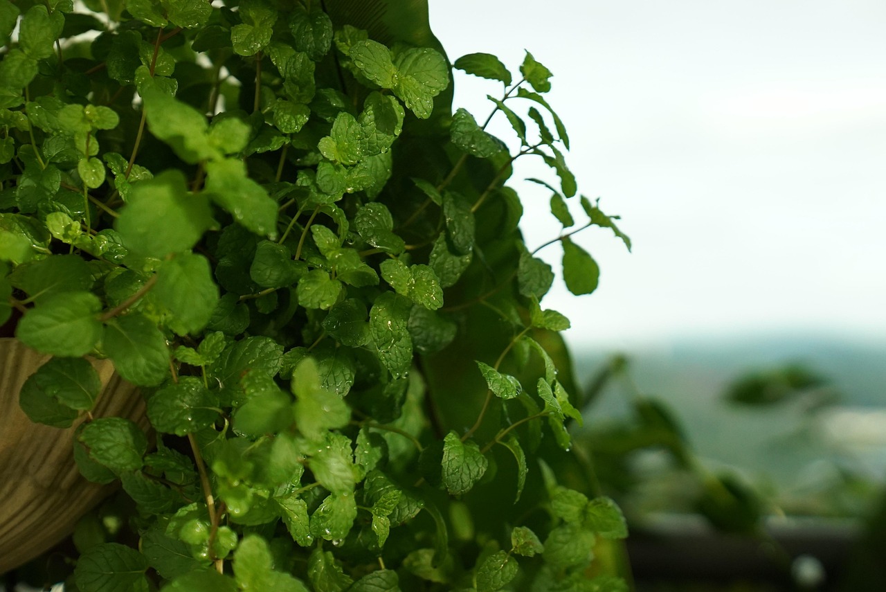 Mint Herb Aroma Free photo on Pixabay Pixabay