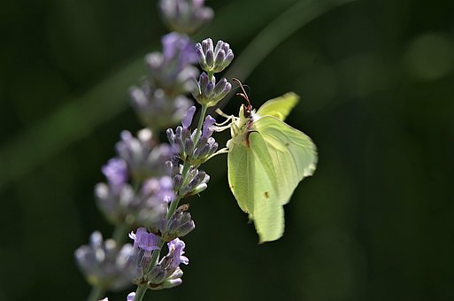 Schmetterling, Blumen Hintergrund, Blume