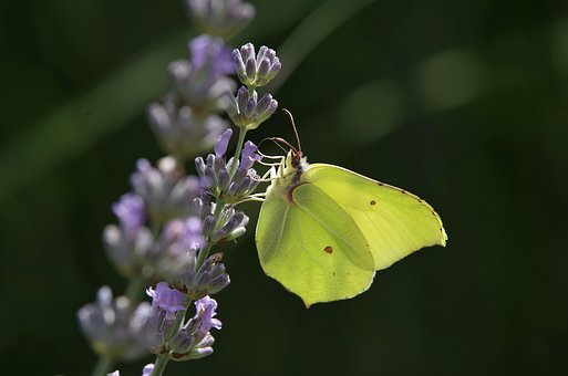 Schmetterling, Blume, Bestäuben