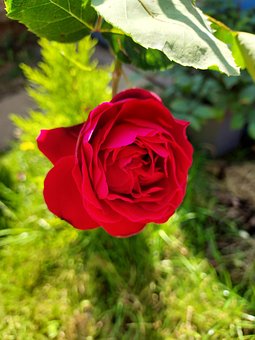 Rose, Rød Rose, Sommeren 2021, Håp