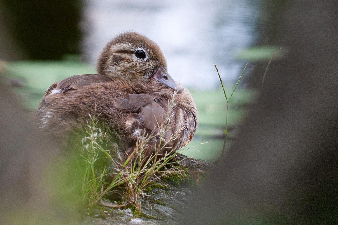 Duck Feathers Waterfowl Free photo on Pixabay Pixabay