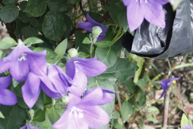 Free Balloon Flowers Violet photo and picture