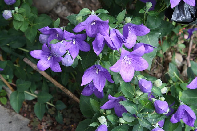 Free Balloon Flowers Violet photo and picture