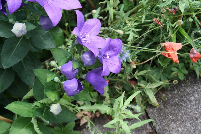 Free Balloon Flowers Violet photo and picture