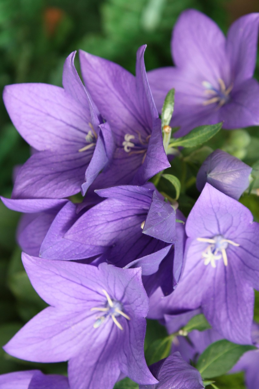Balloon Flowers Violet Blossom Free photo on Pixabay Pixabay