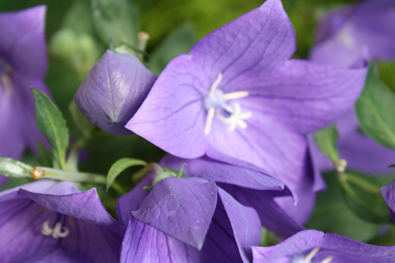 Balloon Flowers Violet Blossom Free photo on Pixabay Pixabay