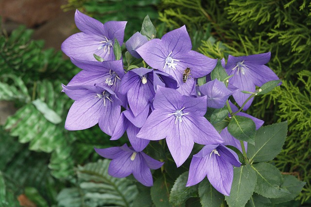 Free Platycodon Grandiflorus Flowers photo and picture