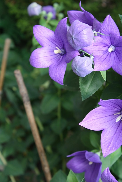 Free Platycodon Grandiflorus Flowers photo and picture