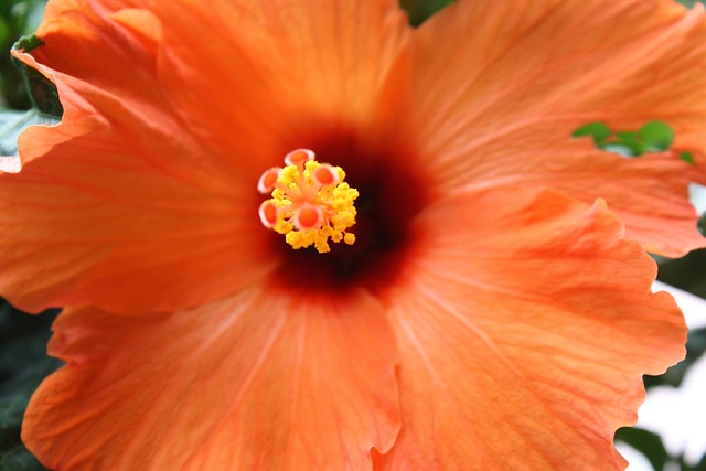 Free Hibiscus Flower photo and picture