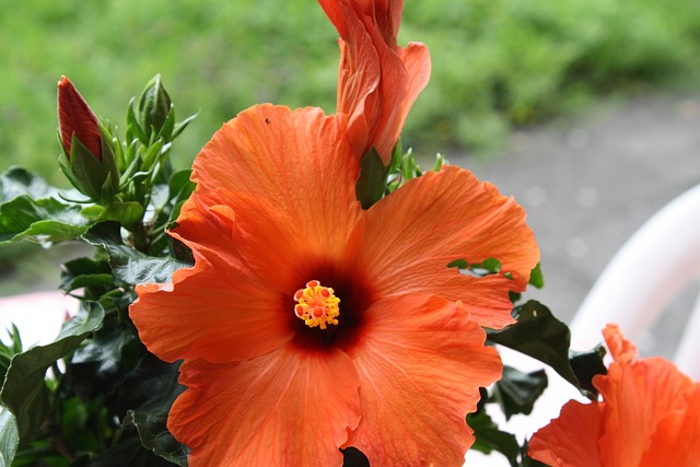 Free Hibiscus Flower photo and picture