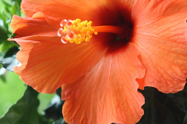 Free Hibiscus Orange photo and picture