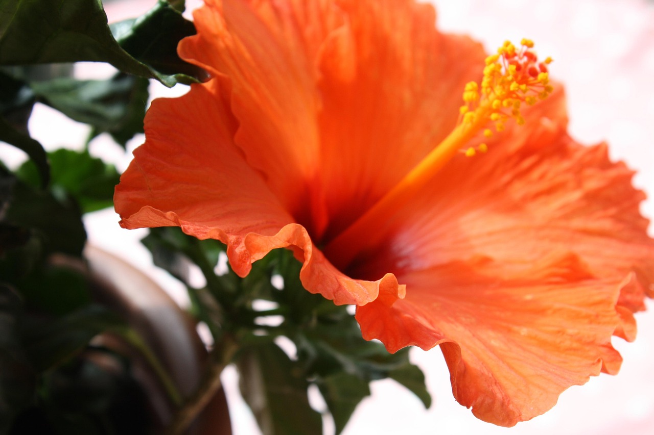 Hibiscus Flower Stamen Free photo on Pixabay Pixabay