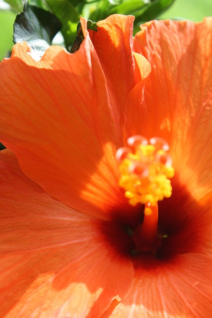 Free Hibiscus Orange photo and picture