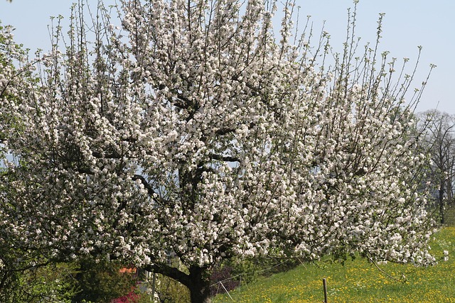 Free Apple Tree In Flower photo and picture