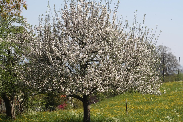 Free Apple Tree In Flower photo and picture