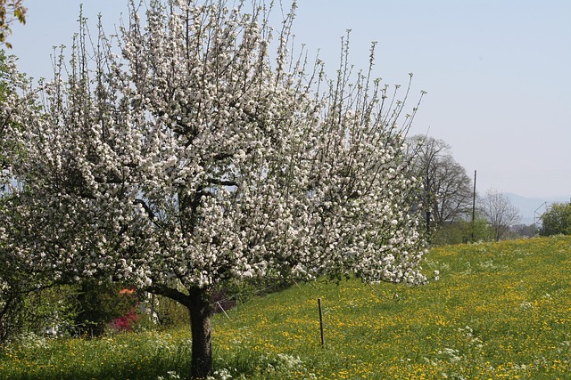 Free Apple Tree In Flower photo and picture