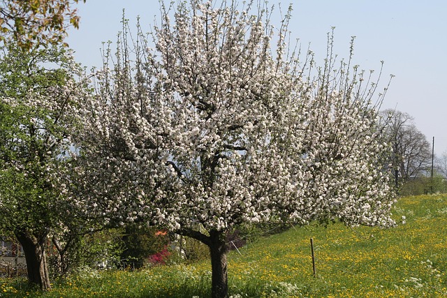 Free Apple Tree In Flower photo and picture