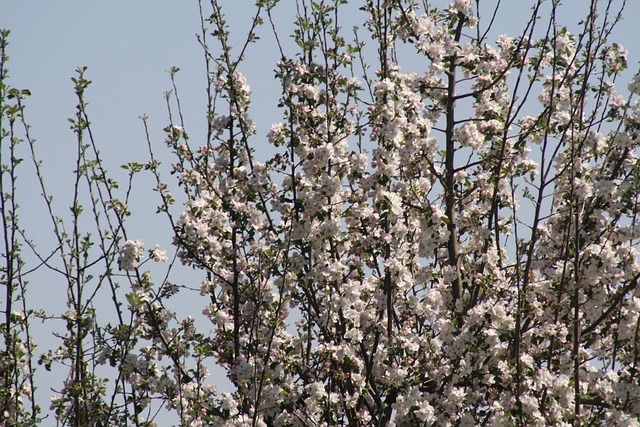 Free Apple Tree In Flower photo and picture