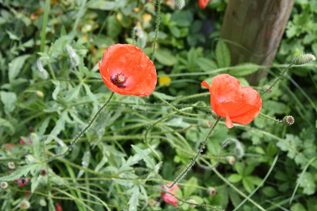 Free Poppy Papaver photo and picture