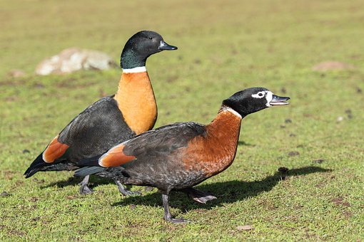 90以上の無料ツクシガモ 鳥画像 Pixabay
