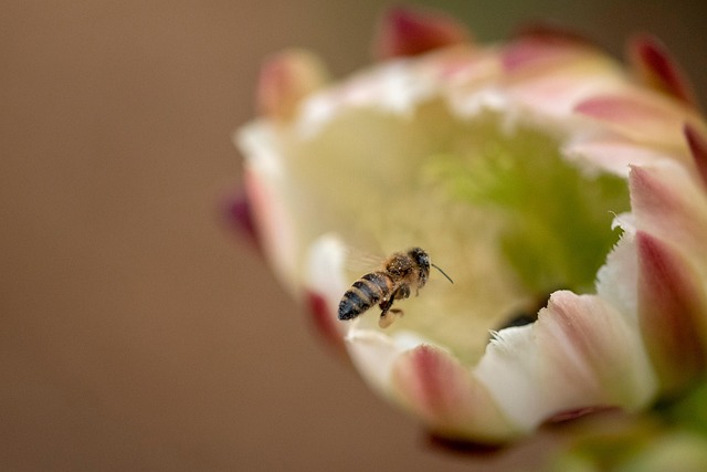 Bi, Insekt, Bestøve, Bestøvning, Blomst