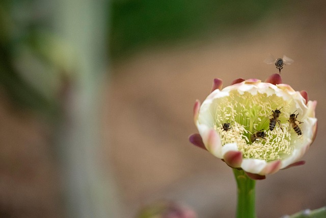 Bier, Insekter, Bestøve, Bestøvning