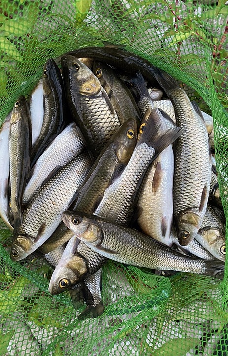 Fish Catch Fishing - Free photo on Pixabay - Pixabay