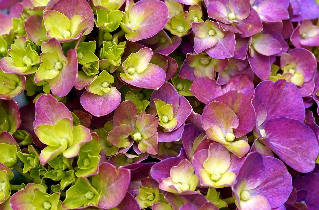 Hydrangea Flowers Plant Free photo on Pixabay Pixabay