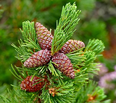 Free Tree Nature photo and picture