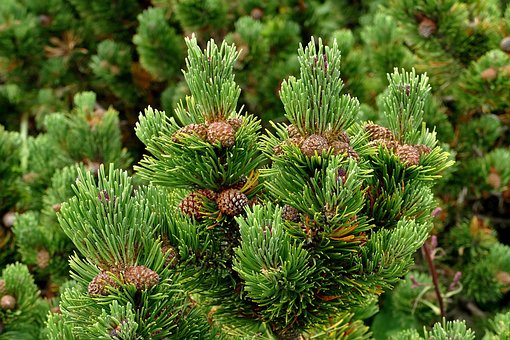 Free Tree Jaw photo and picture