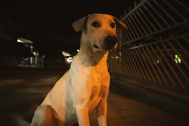Free Dog Night Road photo and picture