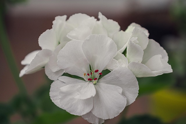 Free Flowers White Flowers photo and picture