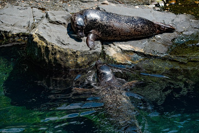 Seehunde, Säugetier, Park, Baden, Zoo