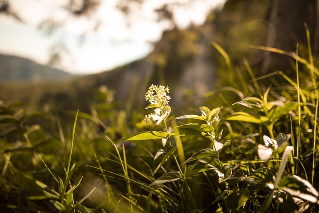 Free White Flowers Meadow photo and picture