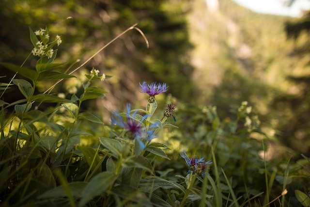 Free Wildflowers Meadow photo and picture
