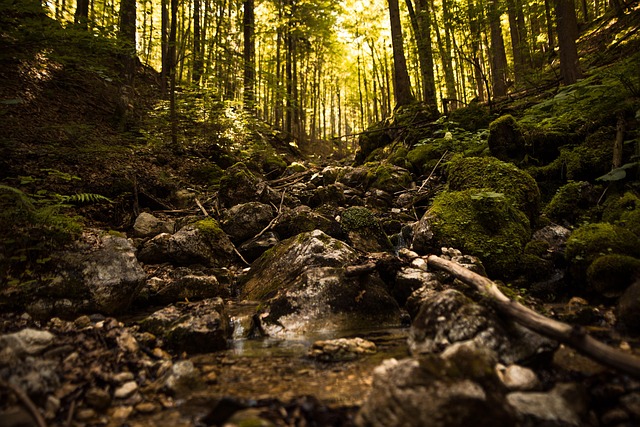 Free Austria Forest photo and picture