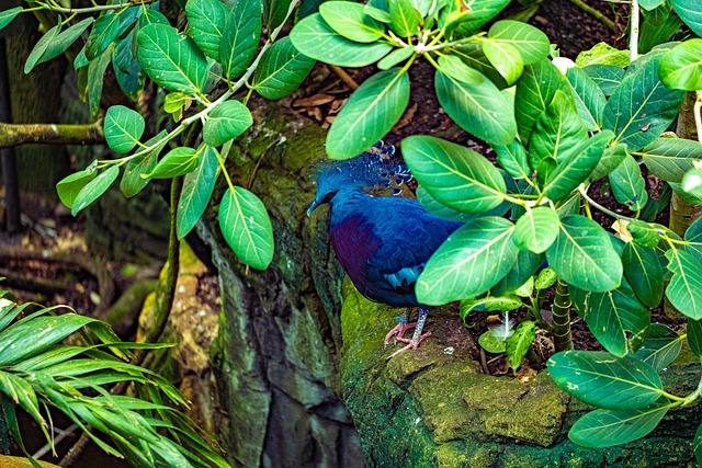 Pfau, Vogel, Zoo, Park, Gefieder, Blau
