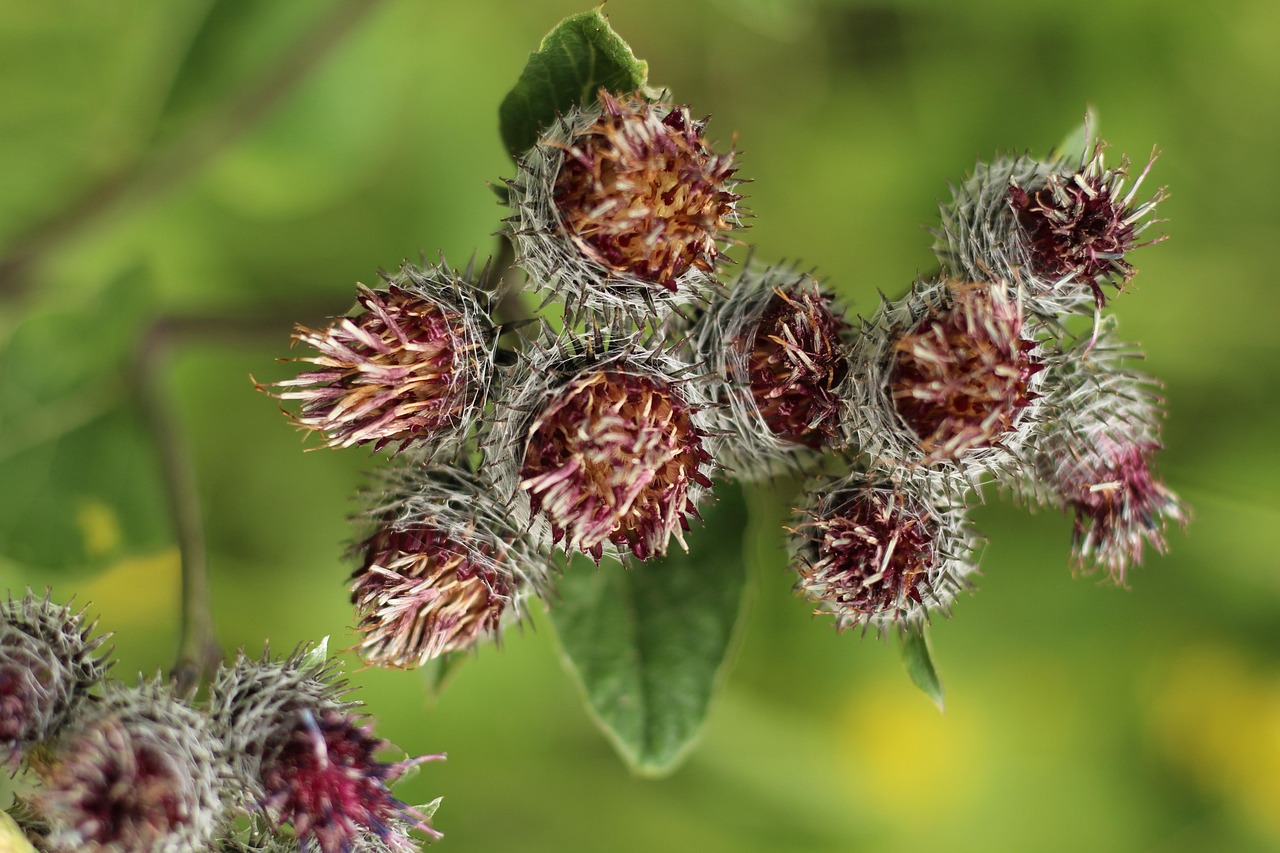 带刺的 植物 盛开 - Pixabay上的免费照片 - Pixabay