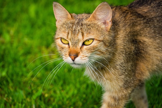 Free Cat Pet photo and picture
