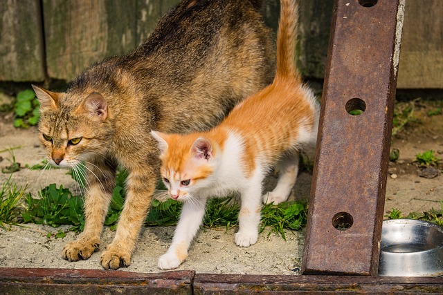Free Kitten Cat photo and picture