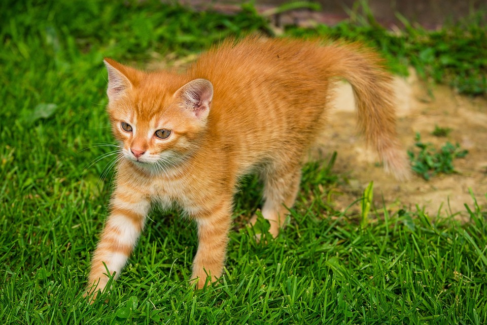 子猫 ペット 猫 - Pixabayの無料写真