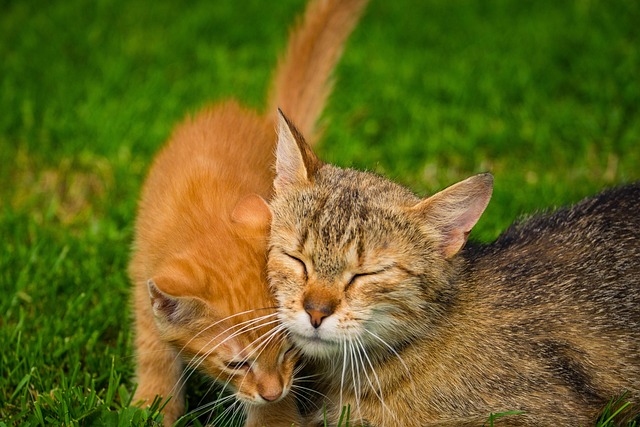 Free Kitten Cat photo and picture