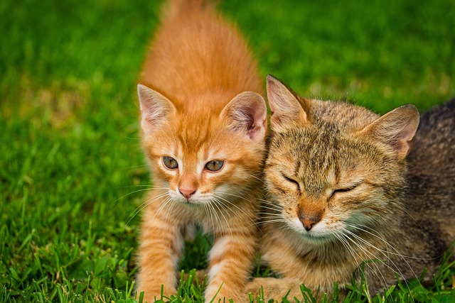 Free Kitten Cat photo and picture